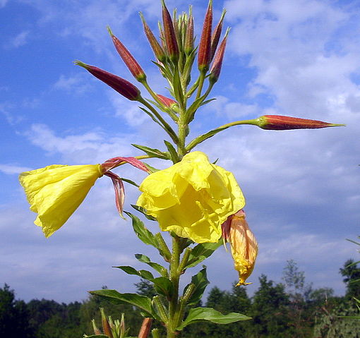 File:Floare galbena bgiu.jpg
