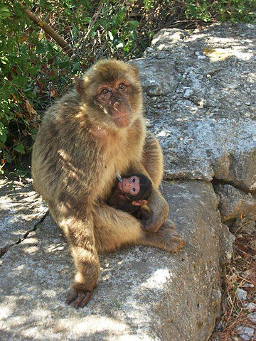 File:Female Macaque with young suckling.jpg