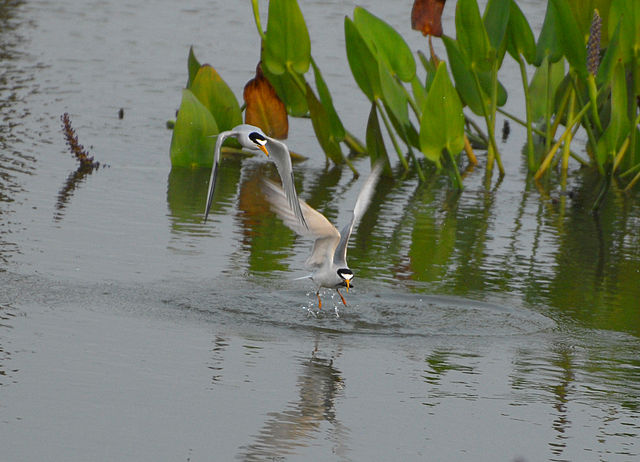 File:Lternwithfish.jpg