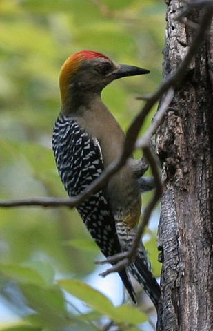 File:HoffmannWoodpecker.jpg