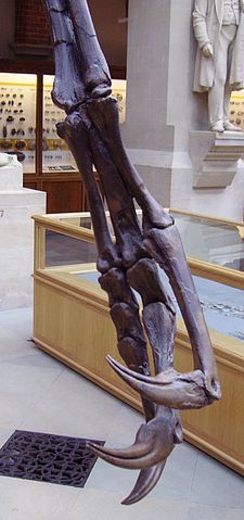 File:Struthiomimus sedens manus.JPG