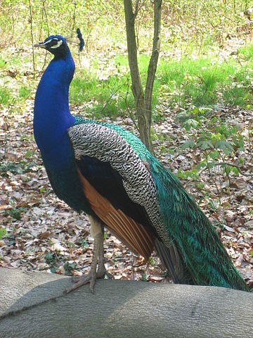 File:Pavo cristatus male.jpg