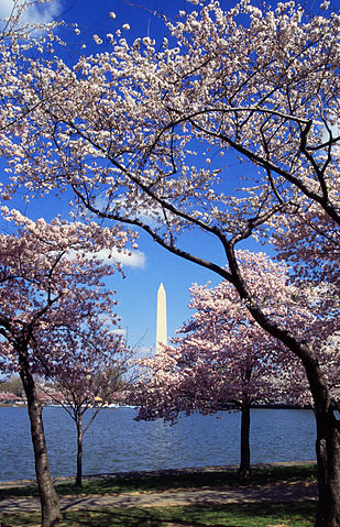 File:Washington C D.C. Tidal Basin cherry trees.jpg