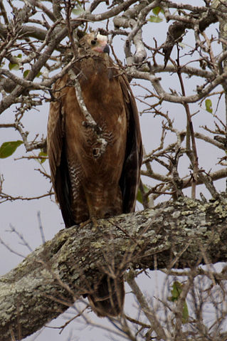 File:Harrier-hawk.jpg