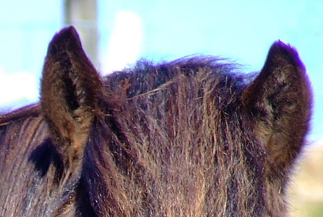 File:Purple fringing.jpg