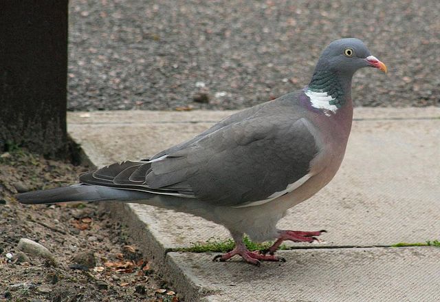 File:Wood Pigeon.jpg