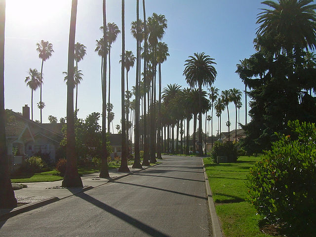 File:Palm Trees in San Jose California.jpg