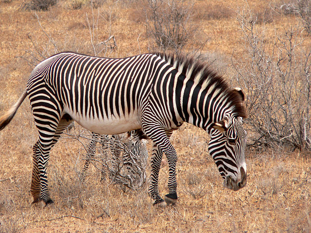 File:Equus grevyi mare Kenya.jpg