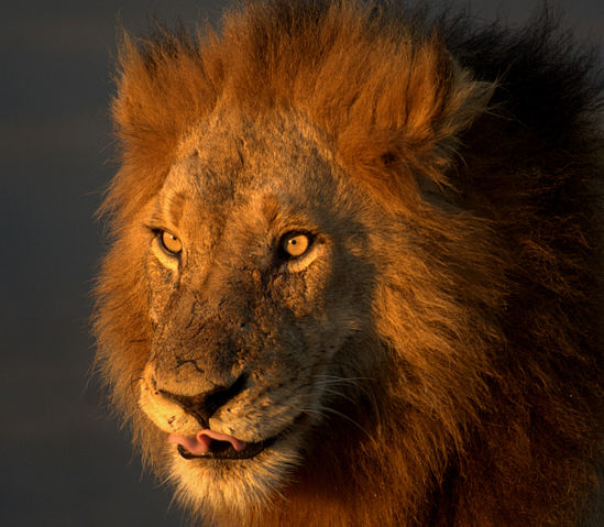 File:Löwe im Kruger National Park.jpg