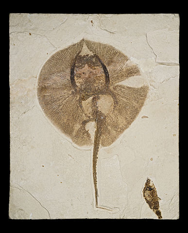 File:Heliobatis radians Green River Formation.jpg