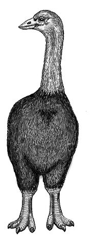 File:Aepyornis maximus 01 L.D..jpg