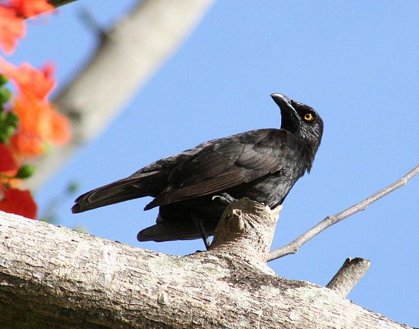 File:Aplonis opaca.jpg