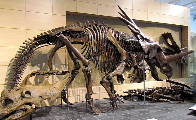 File:Styracosaurus body.jpg