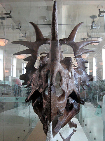 File:Styracosaurus albertensis skull 02.jpg
