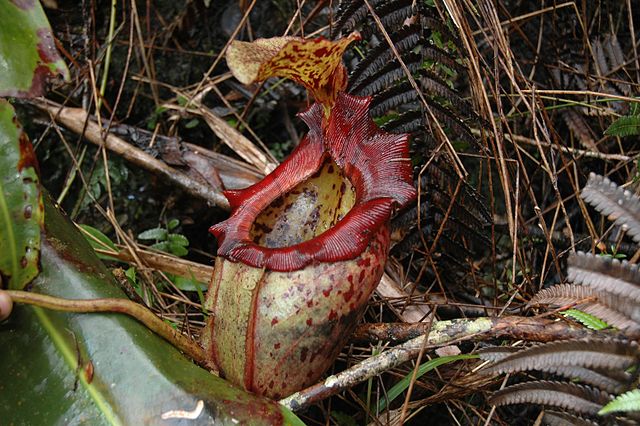 File:Kinabalu N.× alisaputrana 10.jpg