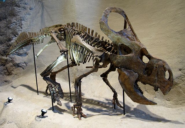 File:Carnegie Protoceratops andrewsi.jpg