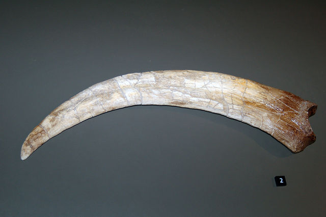 File:Therizinosaurus clawcast aus.jpg