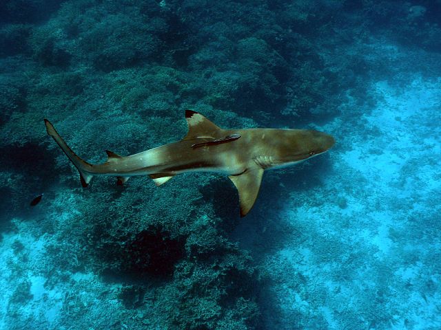 File:Carcharhinus melanopterus.jpg
