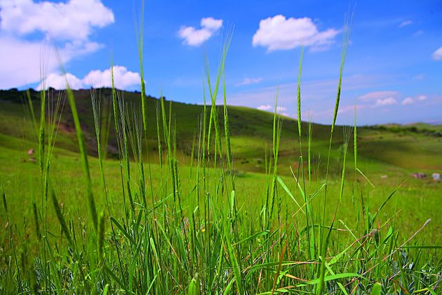 File:WildWheat Erebuni Reserve.jpg