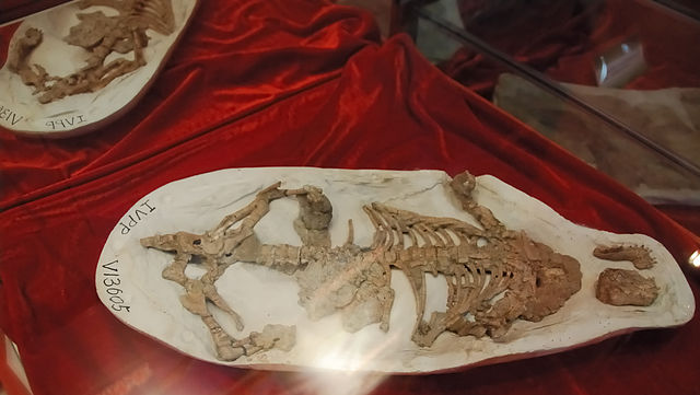 File:Repenomamus with stomach contents.jpg