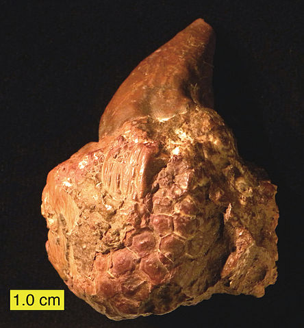 File:PlatyceratidMississippian.JPG