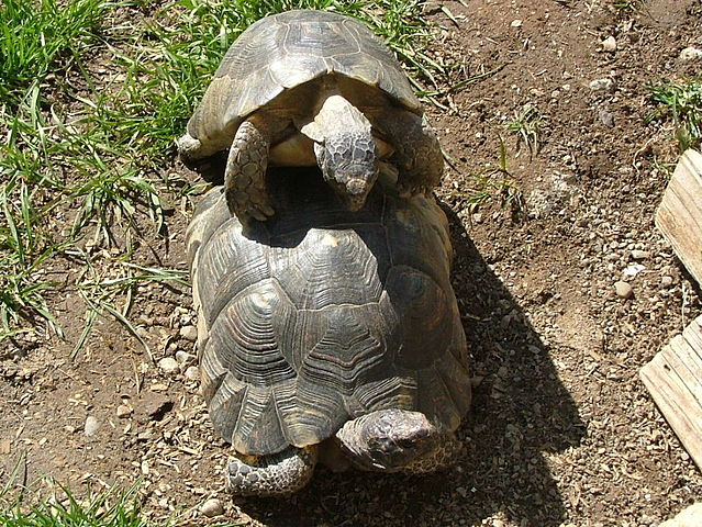 File:Testudo Marginata0013.JPG