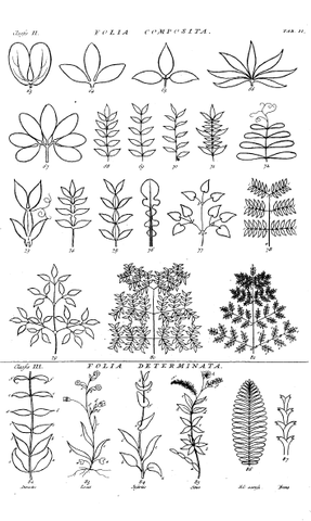 File:Hortus Cliffortianus folia compos.png