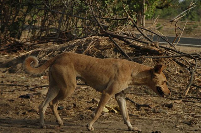 File:Kanha1.jpg