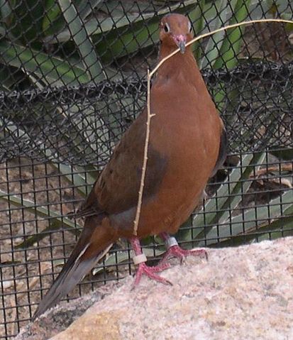 File:Zenaida graysoni 1.jpg