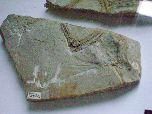 File:ArchaeopteryxHaarlem2.JPG