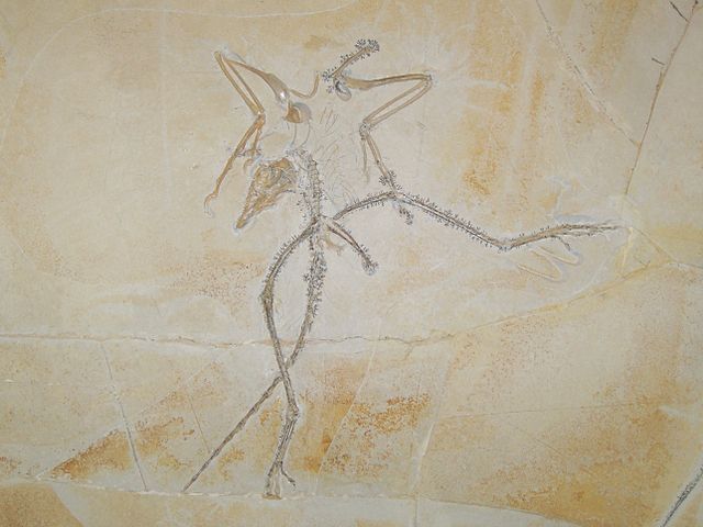 File:Archaeopteryx ka03.jpg