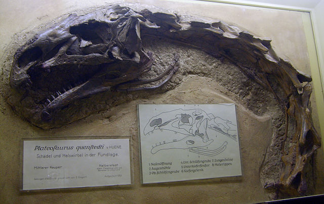 File:Plateosaurus quenstedti.jpg