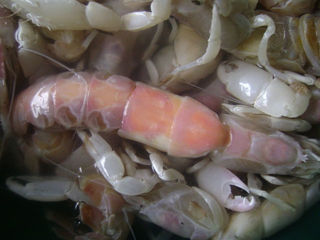 File:Mbea towé ( crevette).jpg