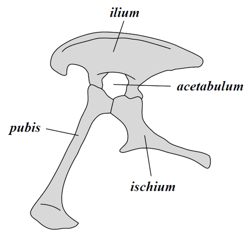File:Saurischia pelvis.png