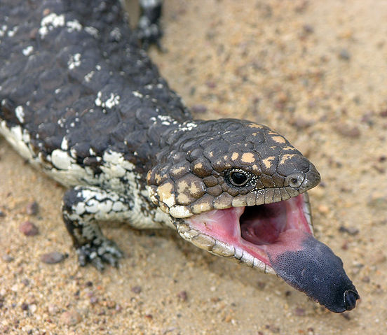 File:BlueTonguedLizard 2005 SeanMcClean.jpg