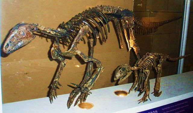 File:Hypsilophodon foxi.JPG