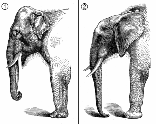 File:Elefants comparative anatomy.png