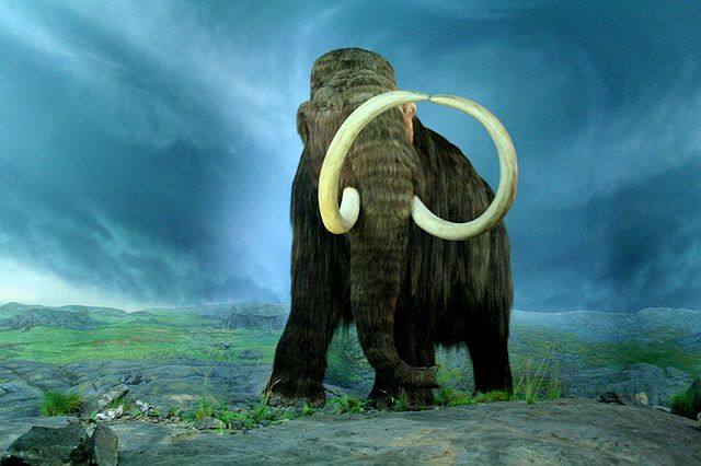 File:Wooly Mammoth-RBC.jpg