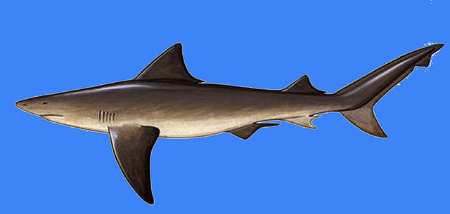 File:Ganges Shark (Glyphis gangeticus).jpg