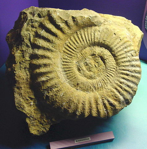 File:Amonites.Domus da Coruña.jpg