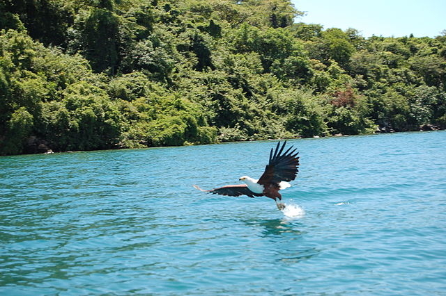 File:Lake Malawi fish eagle.jpg