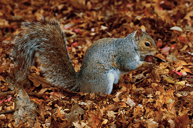 File:Eastern Grey Squirrel Beacon Hill Park.jpg