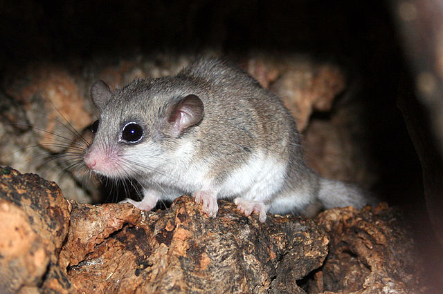 File:Graphiurus spec -murinus-1.jpg