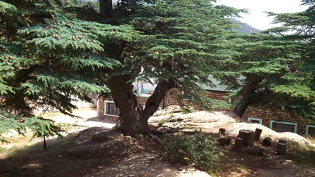 File:Cèdre du Chélia 13 (Algeria).jpg