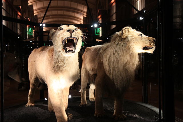 File:Lions du Cap.JPG