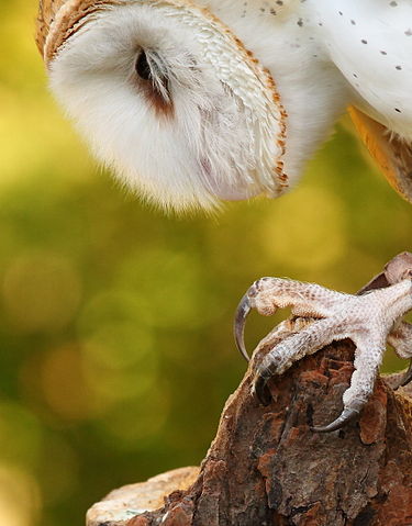 File:BarnOwlTalon.jpg