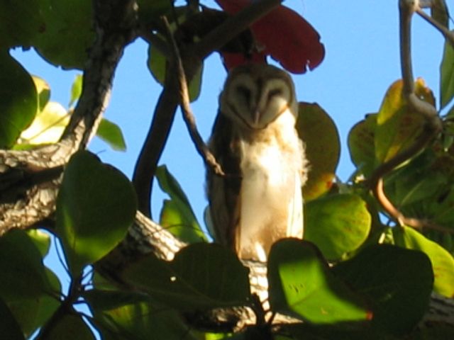 File:Schleiereule-Cuba.jpg