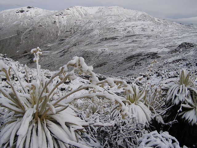 File:Picoelaguila.jpg