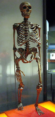File:Neanderthalensis.jpg