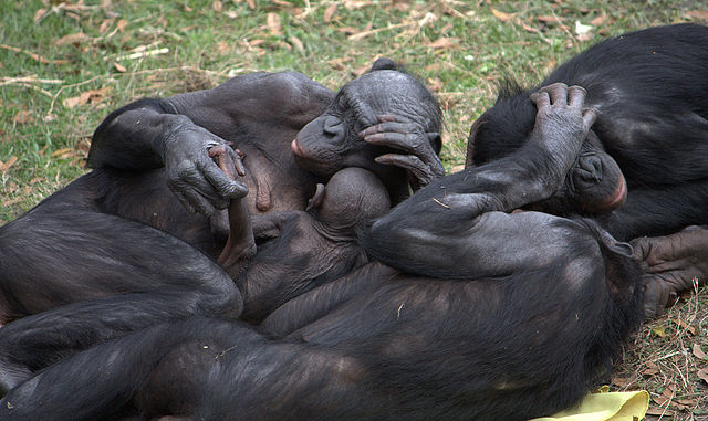 File:Bonobo group hug (4530707227).jpg